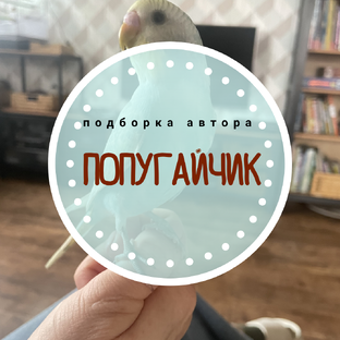 Попугайчик Рокки