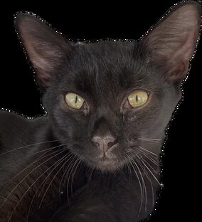 Чаффи на работе