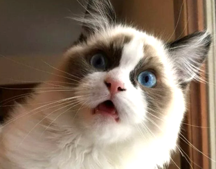 Безупречные кошачьи мимики