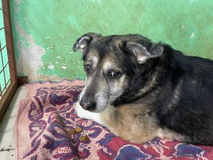 Пёс  Тимоша, 14 лет. Замерзал в снегу 