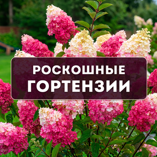 Роскошные гортензии