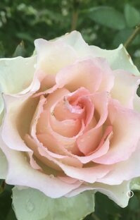 Марисабелечка🌺