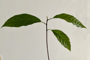 Вырастить что нибудь :)