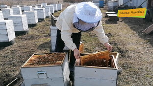 Пасека Чиковых