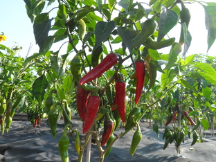 Острый перец под открытым небом. Семена.