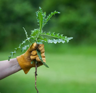 БОРЬБА с сорняками 