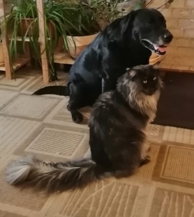 Котики Собачки)) 