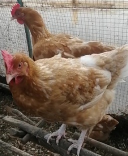 Курочки