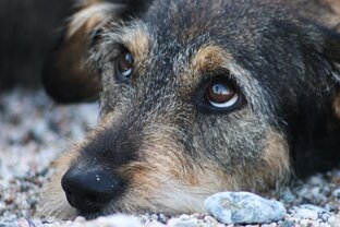 Рассказы о животных
