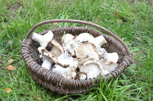 СБОР ГРИБОВ, ЛЕС, ПРИРОДА