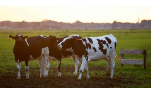 Сельскохозяйственное строительство
