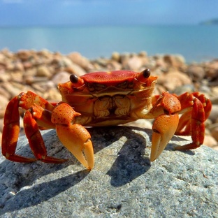 Крабы: от панциря до поведения. Научные факты о неожиданном хищнике