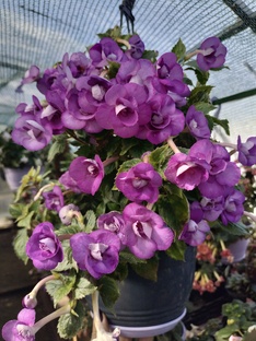 Цветок ахименес.