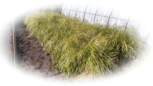 Чуфа - земляной орех (Cyperus esculentus)