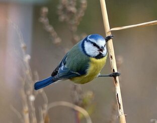 Синия синица (лазоревка)