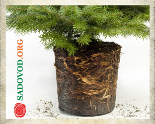 Елки и пихты в горшках