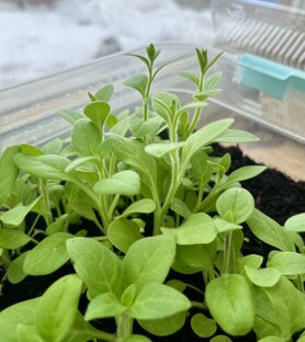 Дела огородные