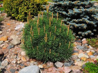 Сосна горная "Пумилио"