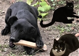 Мои домашние питомцы