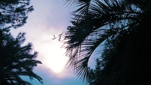 Песни о Главном