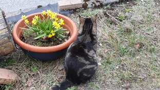 Котики. Тюфсе и Фокси.