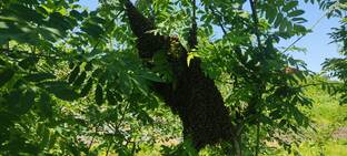 пчеловадства