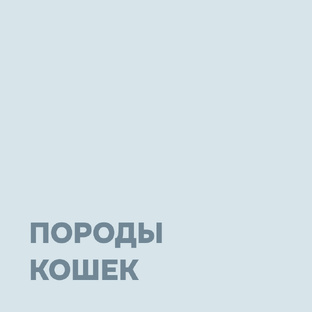 Породы кошек