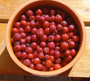 Рябина сладкоплодная