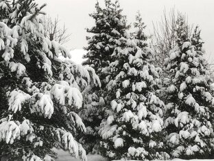 Рождественская песнь