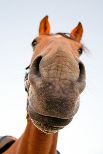 Лошади: жизнь в ритме копыт