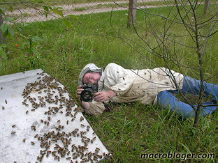 Макросъёмка насекомых