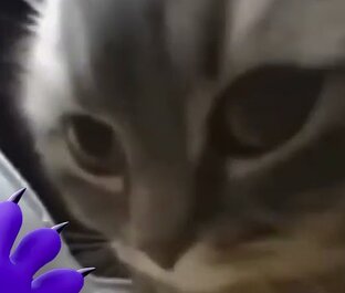 чипи чип