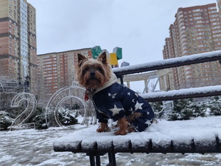 Просто Бося!