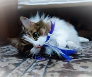 Ах, эти кошки!