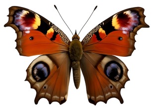 Мир насекомых