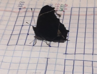 диагностики ЧЭН, чакр и пр