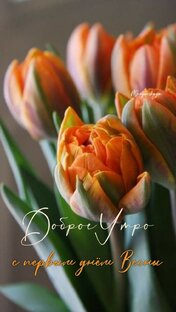 поздравления 🎉 и  красивые ролики