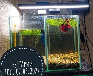 Беттарий 10л