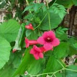 Релакс музыка