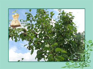 Посадка деревьев и кустарников правильно