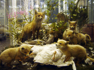 Экспонаты для музея 