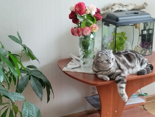 "Дневник-черновик»