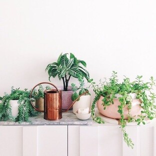 Мои комнатные растения 