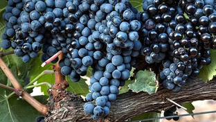 Сорт Graciano / Грасиано