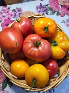 Сериал Томатная любовь. Сезон 1.