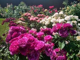 химия для роз