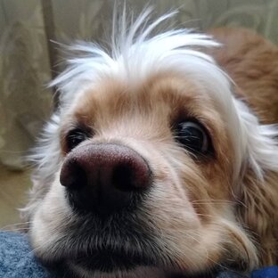 Дневник четвероногого