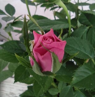 Дневник розы Кордана