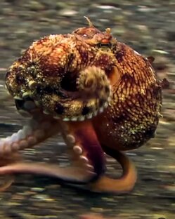 🦑🦑🦑 Удивительные осьсиноги