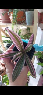 Традесканци